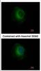 Plasminogen antibody, NBP2-19859, Novus Biologicals, Immunocytochemistry image 