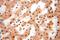 TBC1 Domain Family Member 23 antibody, 17002-1-AP, Proteintech Group, Immunohistochemistry frozen image 