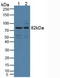 Doublecortin Like Kinase 1 antibody, LS-C373362, Lifespan Biosciences, Western Blot image 