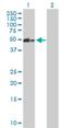 Coiled-Coil Domain Containing 83 antibody, H00220047-B01P, Novus Biologicals, Western Blot image 