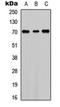 Collagen Type XV Alpha 1 Chain antibody, orb234811, Biorbyt, Western Blot image 