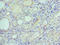 Ephrin B2 antibody, LS-C375644, Lifespan Biosciences, Immunohistochemistry paraffin image 