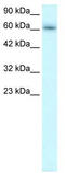 TRAF-Type Zinc Finger Domain Containing 1 antibody, TA331183, Origene, Western Blot image 