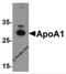 Apolipoprotein A1 antibody, 6265, ProSci, Western Blot image 