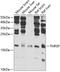 Thyroid Hormone Responsive antibody, GTX32922, GeneTex, Western Blot image 
