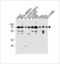 Poly(ADP-Ribose) Polymerase Family Member 3 antibody, LS-C203978, Lifespan Biosciences, Western Blot image 