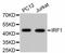 Interferon Regulatory Factor 1 antibody, abx125348, Abbexa, Western Blot image 