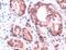Prostate Stem Cell Antigen antibody, PA5-32566, Invitrogen Antibodies, Immunohistochemistry frozen image 
