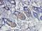 Polymeric Immunoglobulin Receptor antibody, orb181788, Biorbyt, Immunohistochemistry paraffin image 