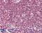 POU Class 5 Homeobox 1 antibody, 42-580, ProSci, Western Blot image 