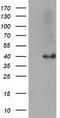 Serpin B4 antibody, CF502436, Origene, Western Blot image 