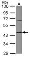 TIA1 Cytotoxic Granule Associated RNA Binding Protein Like 1 antibody, NBP2-20631, Novus Biologicals, Western Blot image 