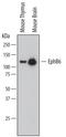 O08644 antibody, BAF611, R&D Systems, Western Blot image 