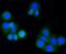 Matrix Metallopeptidase 14 antibody, NBP2-67415, Novus Biologicals, Immunocytochemistry image 