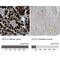 Cystatin C antibody, NBP1-87472, Novus Biologicals, Immunohistochemistry paraffin image 