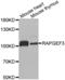 Rap Guanine Nucleotide Exchange Factor 3 antibody, abx001811, Abbexa, Western Blot image 