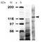 CD11b antibody, AP02268SU-S, Origene, Western Blot image 