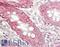 Prostaglandin D2 Receptor antibody, LS-B14180, Lifespan Biosciences, Immunohistochemistry paraffin image 