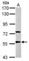 Gamma-Aminobutyric Acid Type A Receptor Rho2 Subunit antibody, NBP2-16573, Novus Biologicals, Western Blot image 