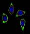 Ret Proto-Oncogene antibody, abx025230, Abbexa, Western Blot image 