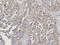 Cactin, Spliceosome C Complex Subunit antibody, orb382678, Biorbyt, Immunohistochemistry paraffin image 