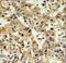 Carbonic Anhydrase 6 antibody, LS-C168245, Lifespan Biosciences, Immunohistochemistry paraffin image 