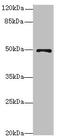 Eukaryotic Translation Initiation Factor 3 Subunit F antibody, LS-C675701, Lifespan Biosciences, Western Blot image 