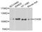 Chromogranin B antibody, abx005993, Abbexa, Western Blot image 