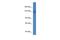 Transmembrane protein 2 antibody, PA5-69170, Invitrogen Antibodies, Western Blot image 