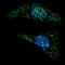 Autophagy Related 5 antibody, LS-B11793, Lifespan Biosciences, Immunofluorescence image 