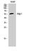 Angiopoietin 1 antibody, STJ96730, St John