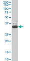 TATA-Box Binding Protein Associated Factor 11 antibody, LS-C133463, Lifespan Biosciences, Western Blot image 