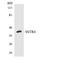 Somatostatin Receptor 4 antibody, LS-C200727, Lifespan Biosciences, Western Blot image 