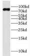 Kinesin Family Member 2B antibody, FNab04561, FineTest, Western Blot image 