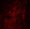 GATA Binding Protein 3 antibody, 5599, ProSci, Immunofluorescence image 