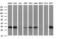 Secretory Carrier Membrane Protein 2 antibody, M08823, Boster Biological Technology, Western Blot image 