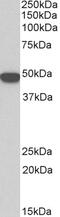 Thrombospondin 1 antibody, 43-470, ProSci, Western Blot image 