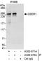 Glutamine And Serine Rich 1 antibody, A302-072A, Bethyl Labs, Immunoprecipitation image 