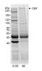 CREB Binding Protein antibody, NB100-382, Novus Biologicals, Immunoprecipitation image 