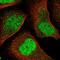 Interferon Regulatory Factor 2 antibody, NBP1-89433, Novus Biologicals, Immunofluorescence image 