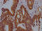 Vitamin D Receptor antibody, CSB-RA945260A0HU, Cusabio, Immunohistochemistry frozen image 