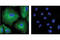 Rabbit IgG antibody, 3900S, Cell Signaling Technology, Immunofluorescence image 