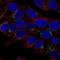 Growth Differentiation Factor 15 antibody, NBP1-81050, Novus Biologicals, Immunofluorescence image 