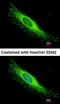 Peroxisomal Biogenesis Factor 26 antibody, orb69838, Biorbyt, Immunofluorescence image 