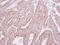 Hydroxyacylglutathione Hydrolase antibody, GTX117595, GeneTex, Immunohistochemistry paraffin image 