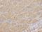 Alpha-1-Microglobulin/Bikunin Precursor antibody, orb135046, Biorbyt, Immunohistochemistry paraffin image 