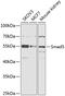 SMAD Family Member 5 antibody, 15-325, ProSci, Western Blot image 