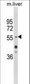 Tcf1 antibody, LS-C164945, Lifespan Biosciences, Western Blot image 