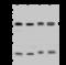 Hydroxymethylbilane Synthase antibody, 203045-T36, Sino Biological, Western Blot image 