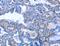 Activin A Receptor Type 2B antibody, MBS2524542, MyBioSource, Immunohistochemistry frozen image 